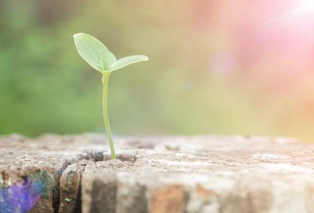 A green sprout growing from a tree stump
AI-generated content may be incorrect.